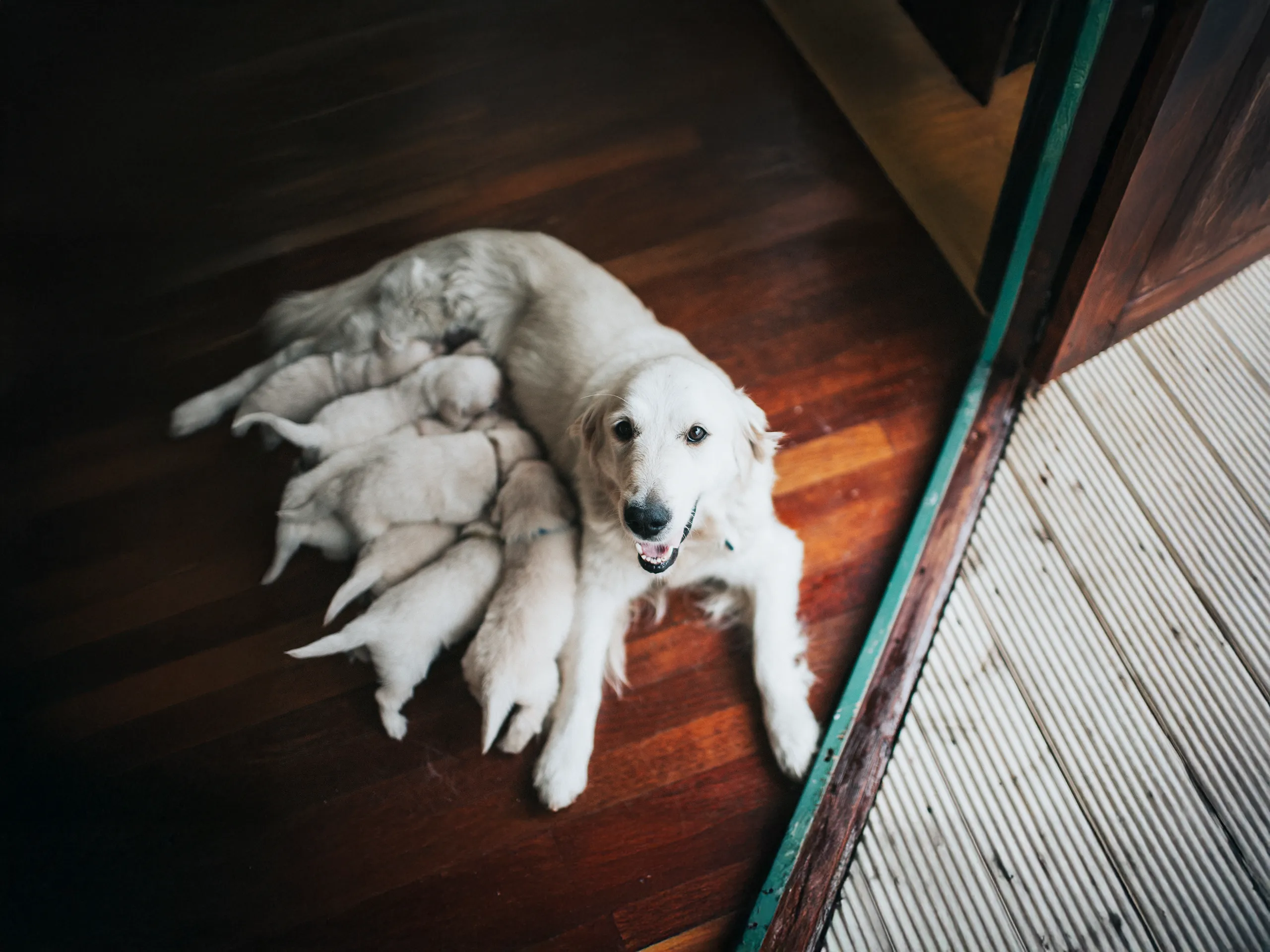 Hündin säugt mehrere Welpen auf dunklem Holzfußboden