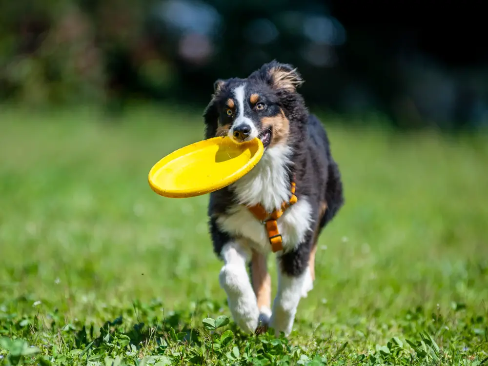 Hund mit gelber Frisbee läuft über grüne Wiese