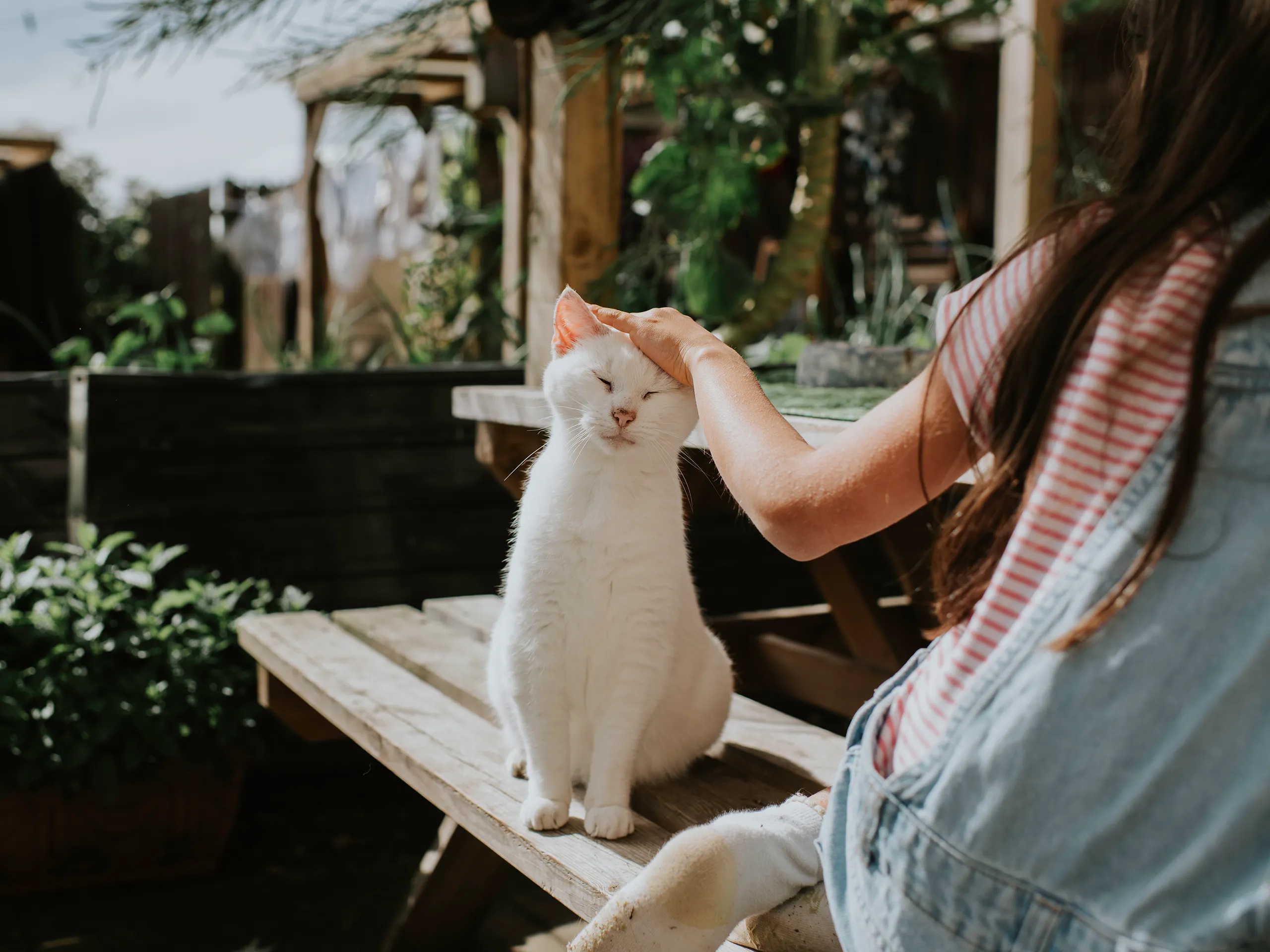 Mädchen streichelt eine weiße Katze auf einer Holzbank im Garten.
