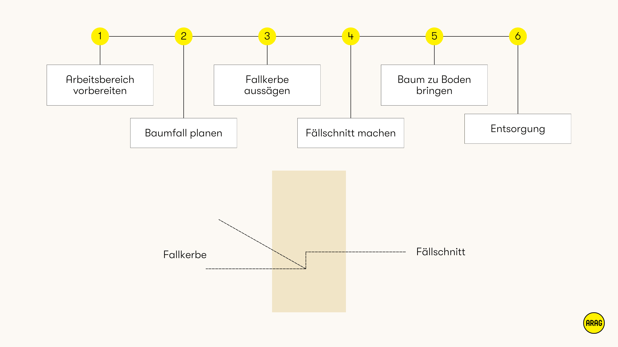 Baumfällprozess in sechs Schritten von Planung bis Entsorgung