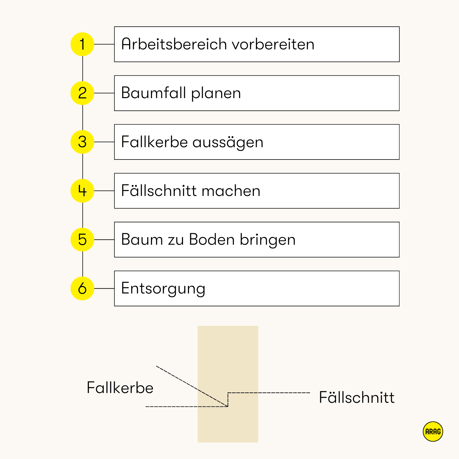 Baumfällprozess in sechs Schritten von Planung bis Entsorgung