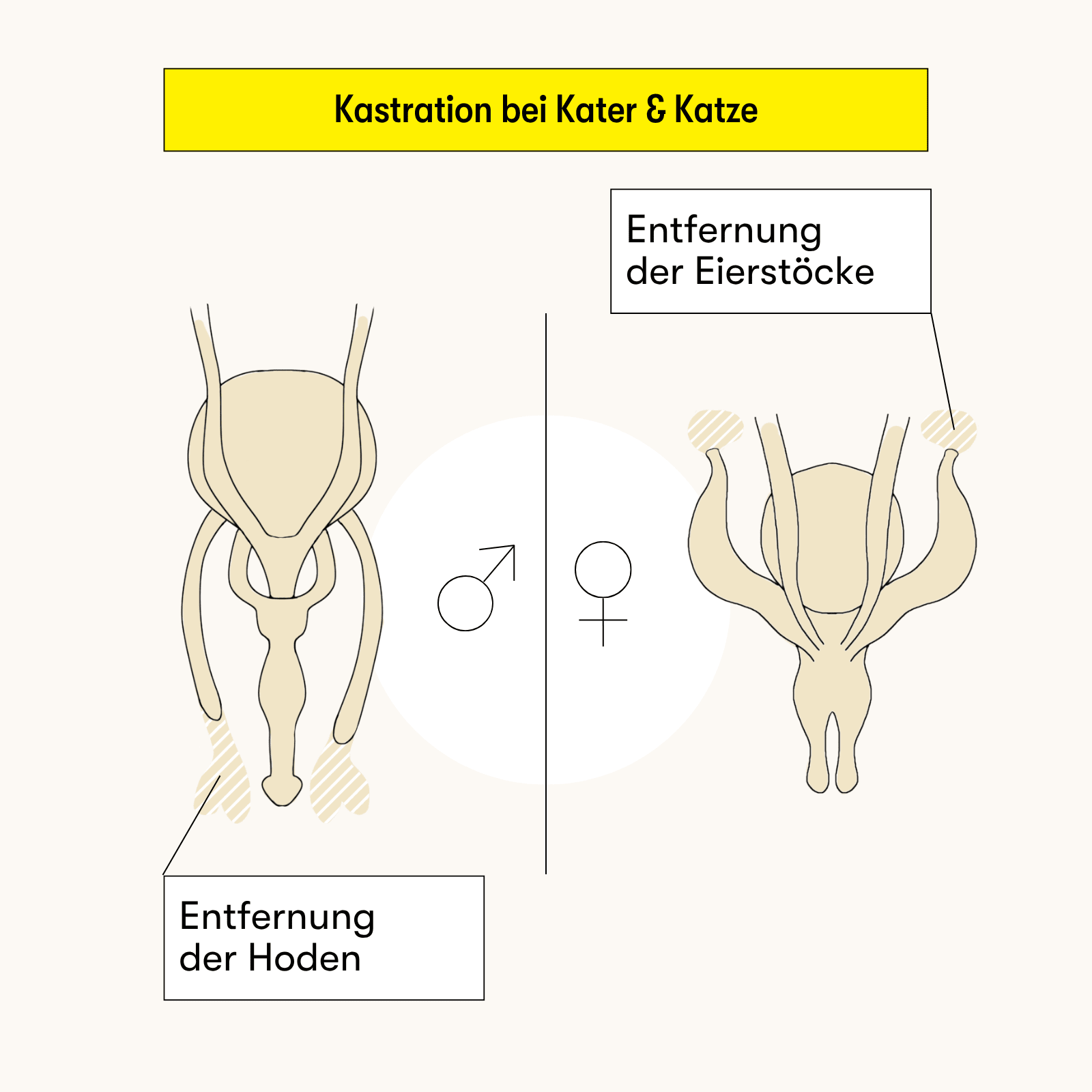 Kastration bei Kater und Katze: Unterschiede im Eingriff