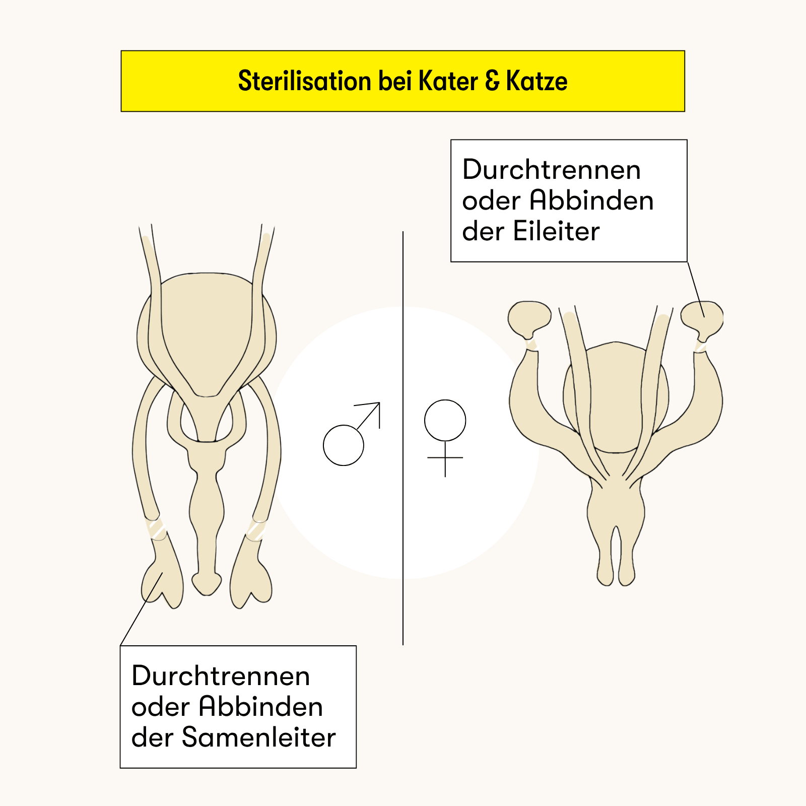 Sterilisation bei Kater und Katze: Samenleiter bzw. Eileiter werden unterbrochen