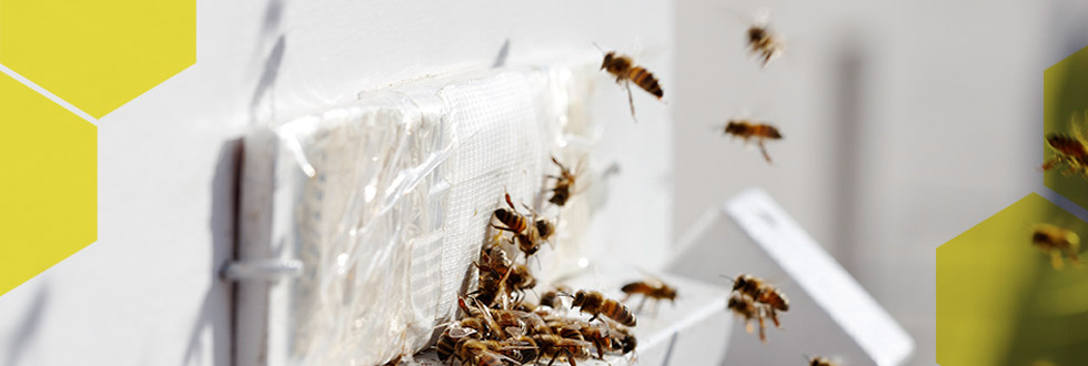 Die Bienenbox Die Bienenbox