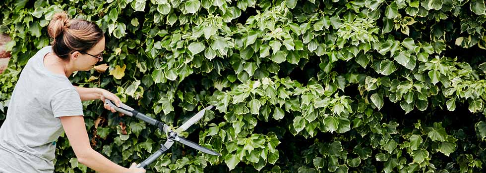 Hecke schneiden: Was ist wann erlaubt? Hecke schneiden