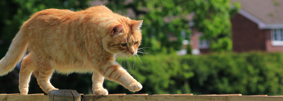 Katze_Zaun_980