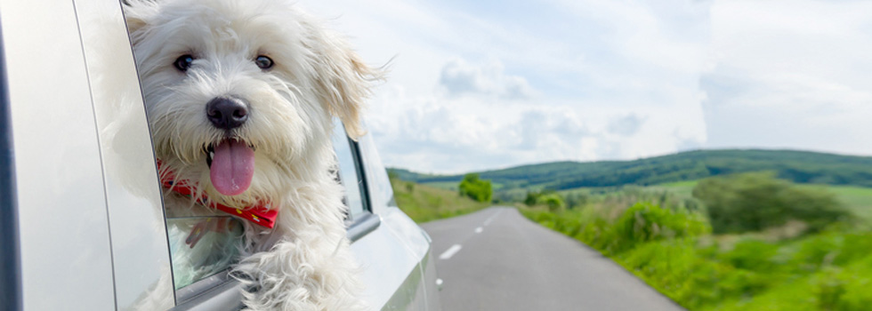 Hund aus überhitztem Auto retten