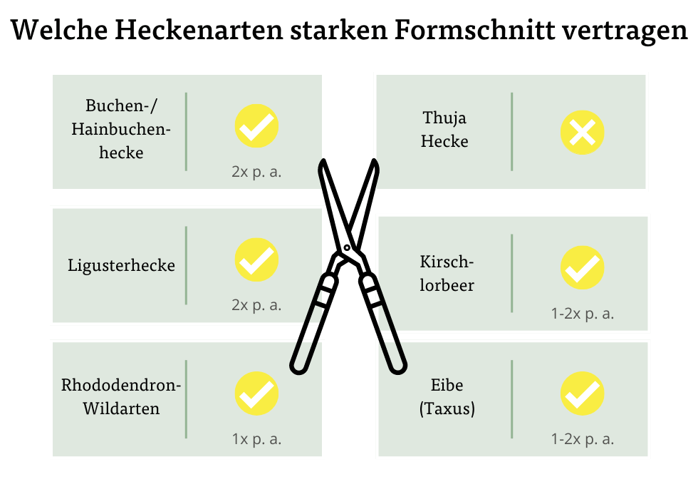 Welche Heckenarten starken Formschnitt vertragen Welche Heckenarten starken Formschnitt vertragen