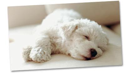 Hundehaftpflicht Test  Vergleich 2021  Die Besten Produkte