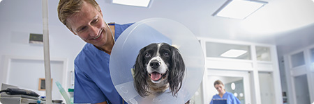 Teaser Hunde-OP-Versicherung
