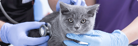 Teaser Katzenkrankenversicherung
