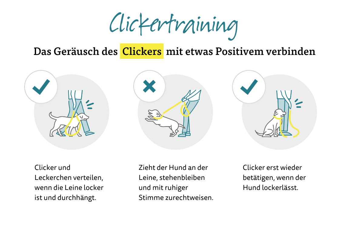 Clickertraining - Das Geräusch des Clickers mit etwas Positivem verbinden. Clickertraining - Das Geräusch des Clickers mit etwas Positivem verbinden.
