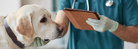 Hund beim Tierarzt: Kosten, Pflichten & Rechte