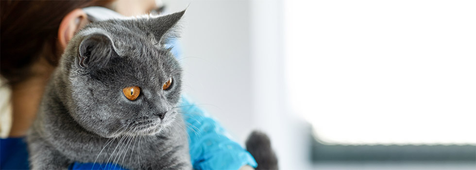 Mit der Katze zum Tierarzt: Kosten, Transport & mehr Mit der Katze zum Tierarzt