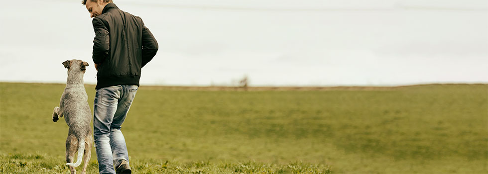 Aggressivität bei Hunden