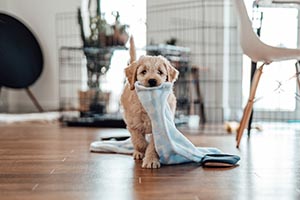 Welpen alleine lassen