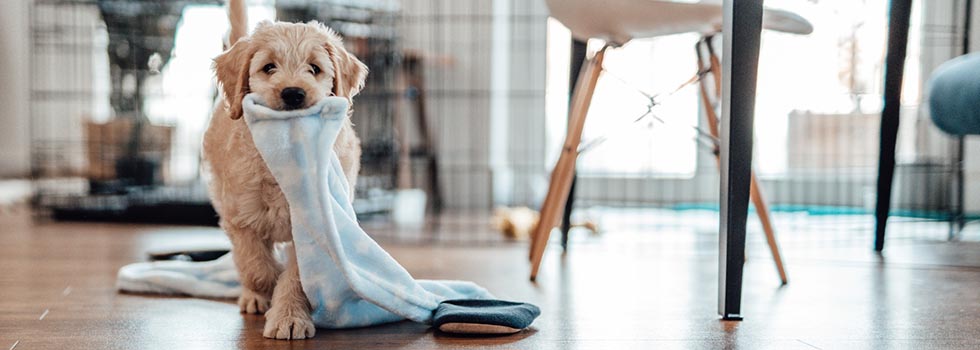 Hund alleine lassen: So üben Sie am besten mit Ihrem Welpen Hund alleine lassen