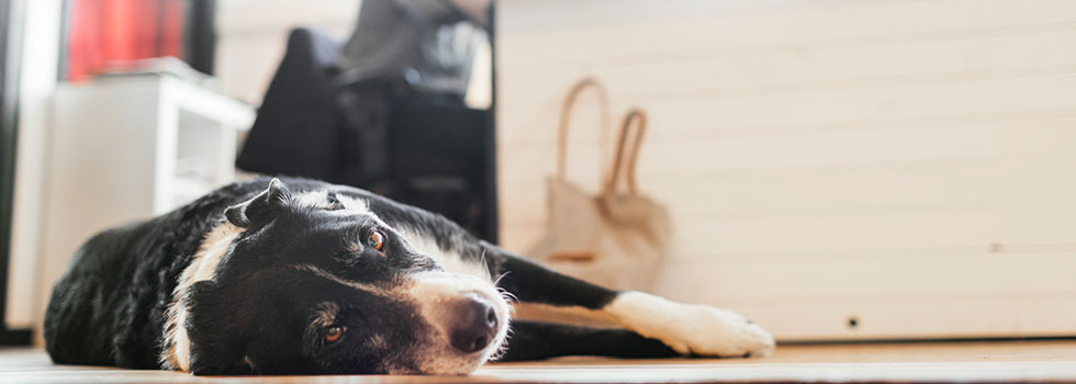 Hund im Büro