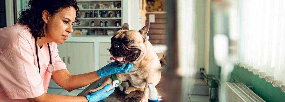 Impfungen für den Hunde