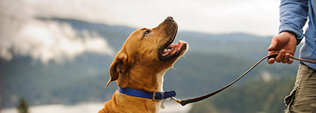 Hund Leine Gettyimages-660755895 460x165