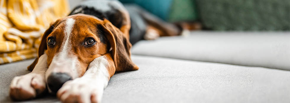 Tiere im Garten beerdigen