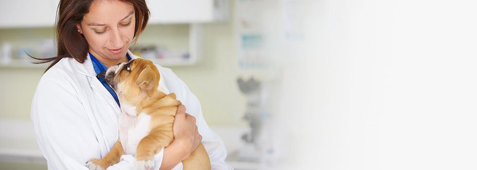 Hunde-OP-Versicherung Hunde-OP-Versicherung