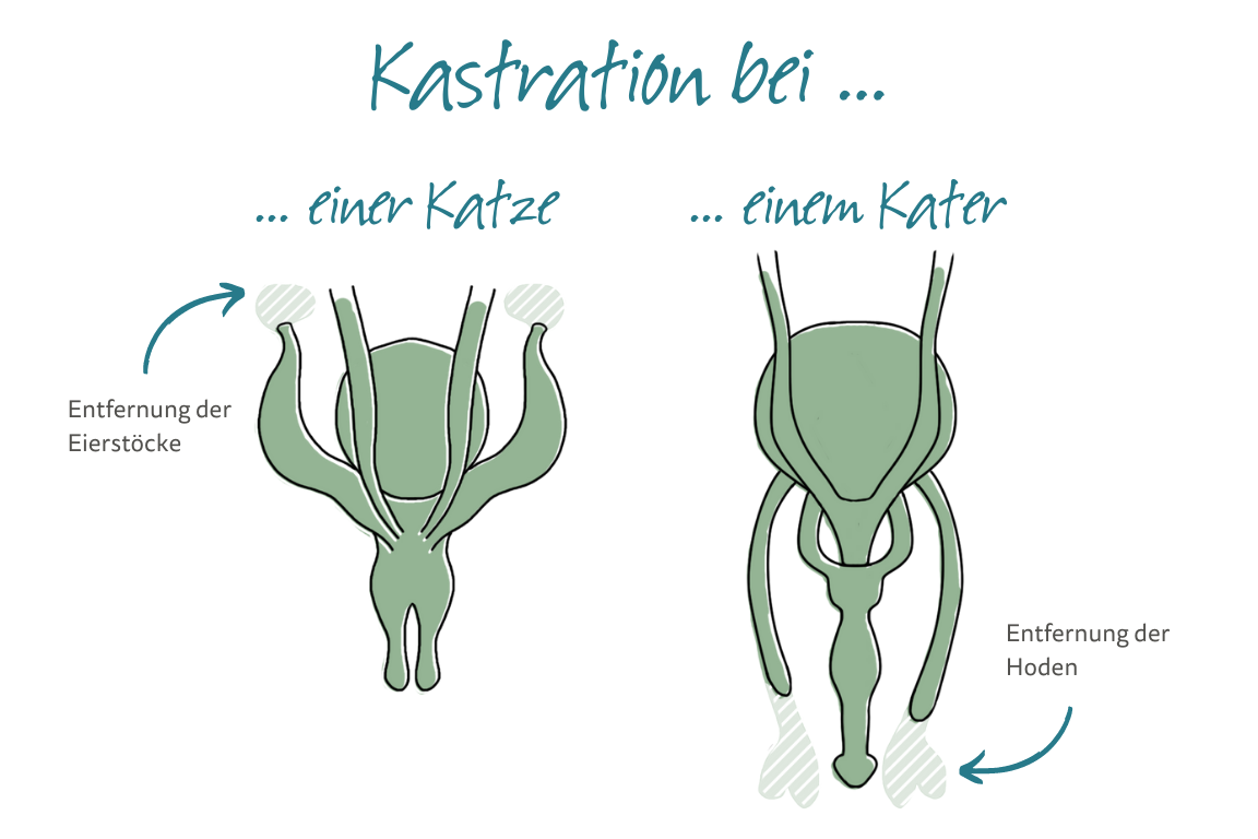 Kastration bei einer Katze und einem Kater Kastration bei einer Katze und einem Kater