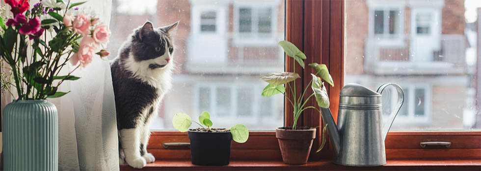 Giftige und ungiftige Pflanzen für Katzen