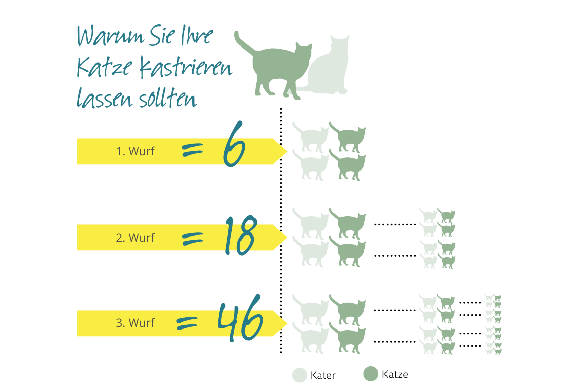 Kastration & Sterilisation bei Katzen: Infos zur OP