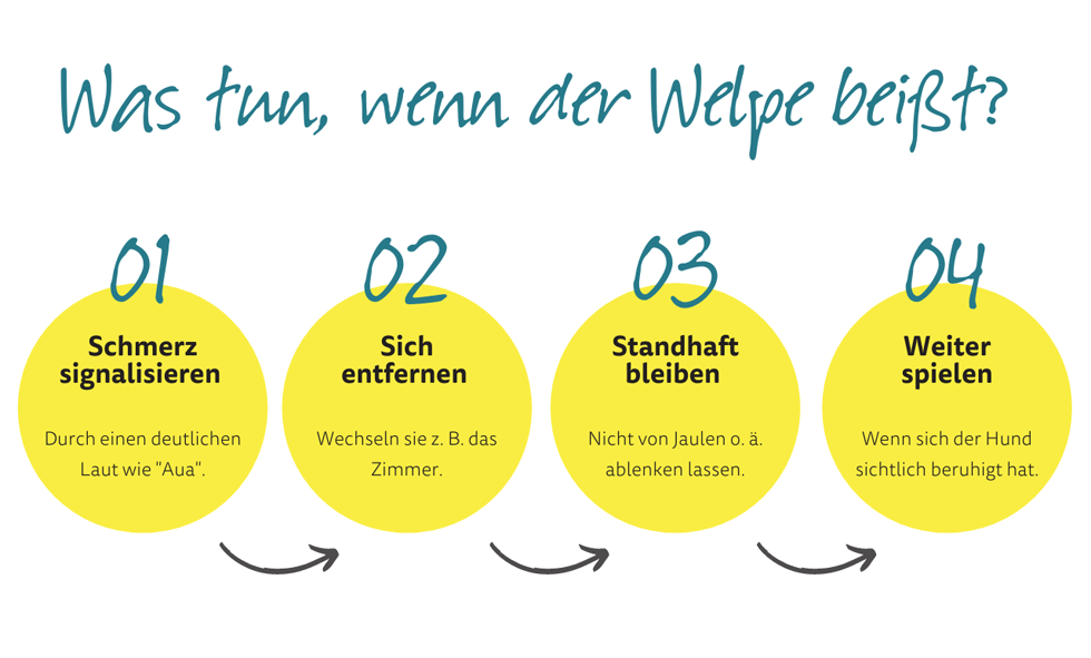 Beißhemmung trainieren - Was tun, wenn der Welpe beißt? Beißhemmung trainieren - Was tun, wenn der Welpe beißt?