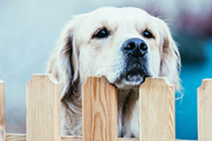 Teaser Hundehaftpflichtversicherung